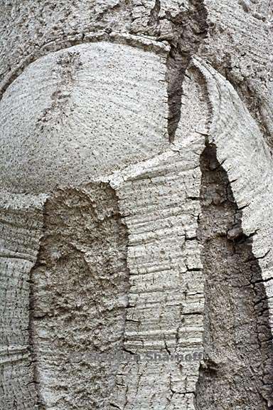 notholithocarpus trunk 4 graphic